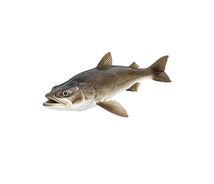 Dorsz – świeża ryba o delikatnym, białym mięsie, idealna do smażenia, pieczenia i gotowania na parze