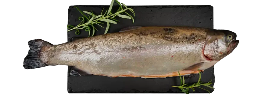 Tuszka pstrąga łososiowego – świeża ryba o soczystym, różowym mięsie, idealna do pieczenia, smażenia i grillowania