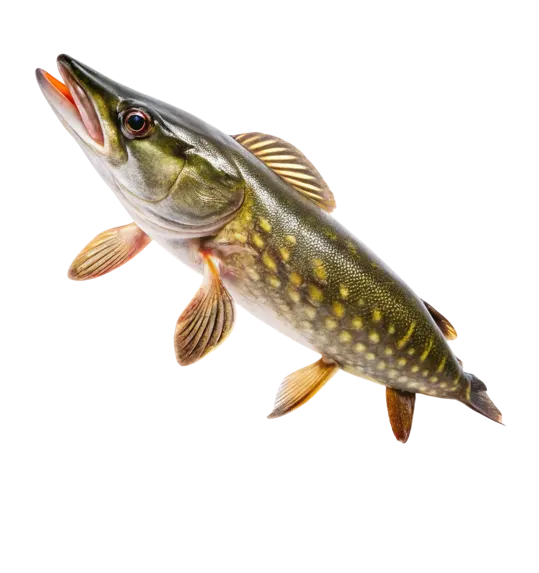 Szczupak – świeża ryba o jędrnym, chudym mięsie, idealna do pieczenia, smażenia i gotowania.